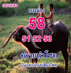 หวยเด็ด หวยควายนำโชค 30-12-65