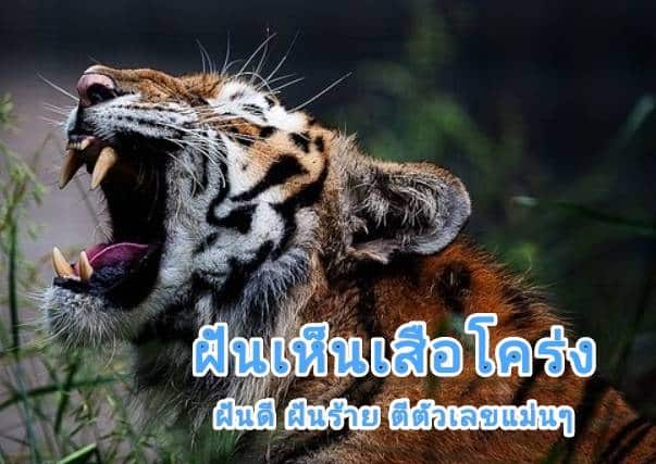 ฝันเห็นเสือโคร่ง 2566
