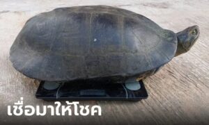 ข่าวเต่ายักษ์ 16-10-66
