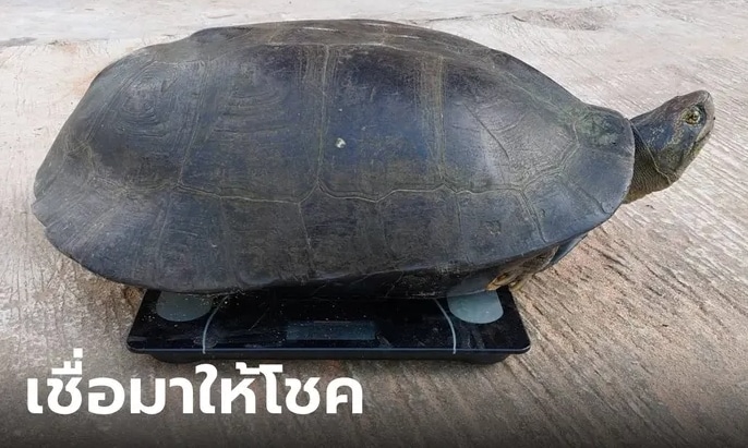ข่าวเต่ายักษ์ 16-10-66