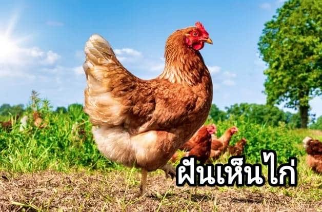 ฝันเห็นไก่ 2566